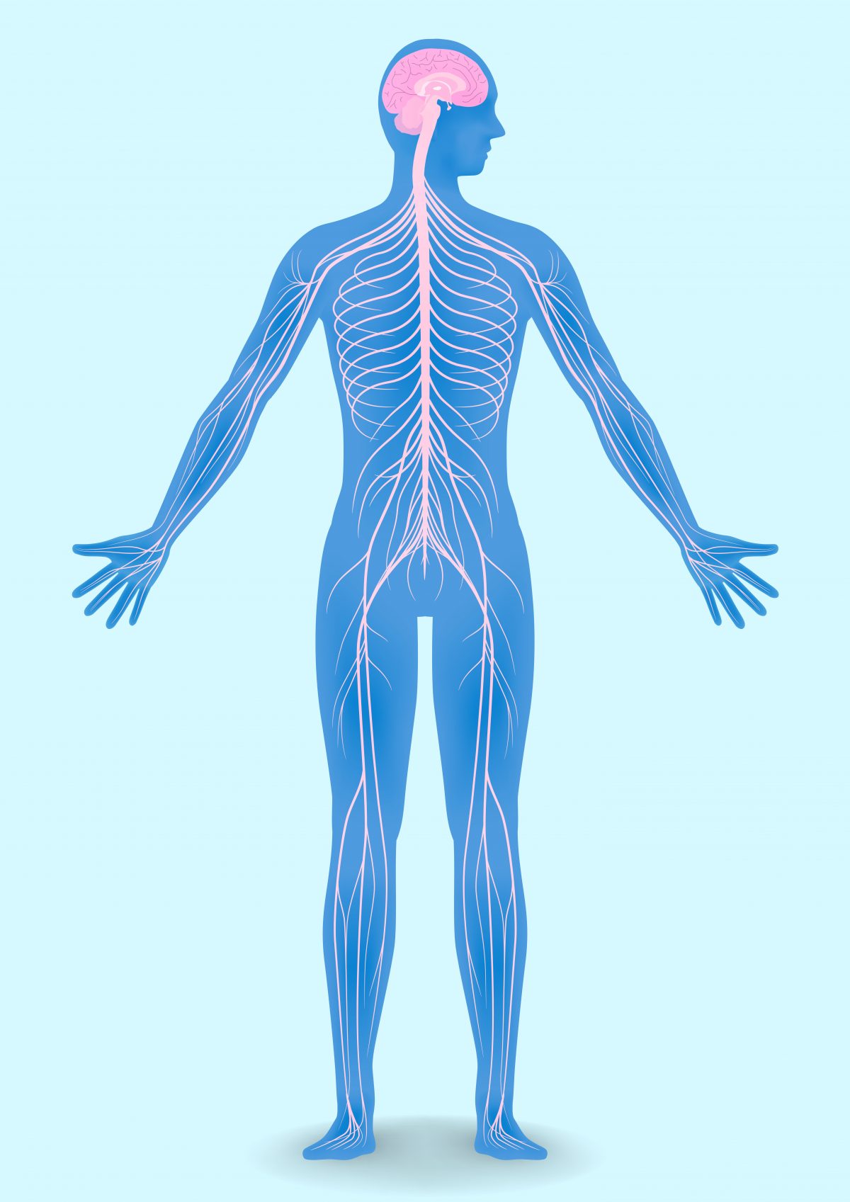 In Late-onset Friedrich's Ataxia, Sensory Nerve Conduction May Differ