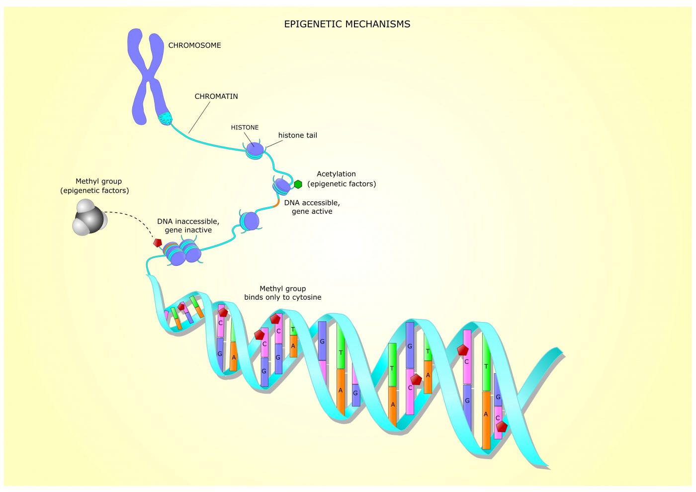 Gene-silencing Enzymes