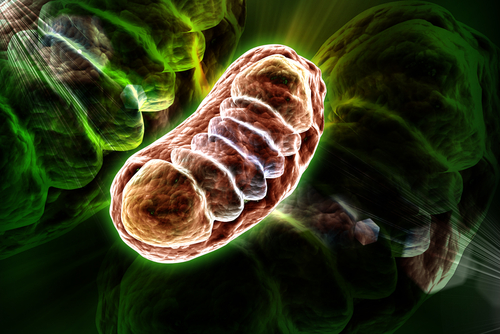 mitochondria FA