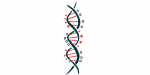 FXN gene | Friedreich's Ataxia News | illustration of vertical DNA strand
