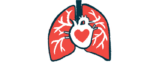 An illustration of the lungs and heart.