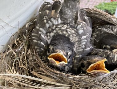 A close-up photo of baby robins in a nest with their beaks open.