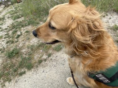 A closeup photo from behind shows the side and back of a golden retriever's head. The dog is looking to the left and has her mouth slightly open. The photo is taken outdoors, but not much can be seen in the background. 