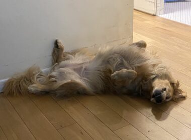 A golden retriever acts silly while lying on her back on the wooden floor of a home. She has her front paws up in the air and one of her back paws is pressed against a wall. Her mouth is slightly open in what looks like an upside-down smile.