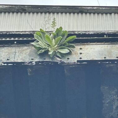 A large green plant grows out of the side of a metal bridge. The photo is taken from somewhere below, perhaps an underpass.