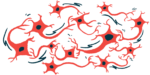 A close-up illustration shows nerve cells and their branching connections.
